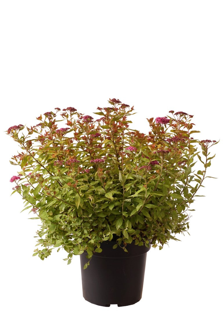 Spiraea japonica &