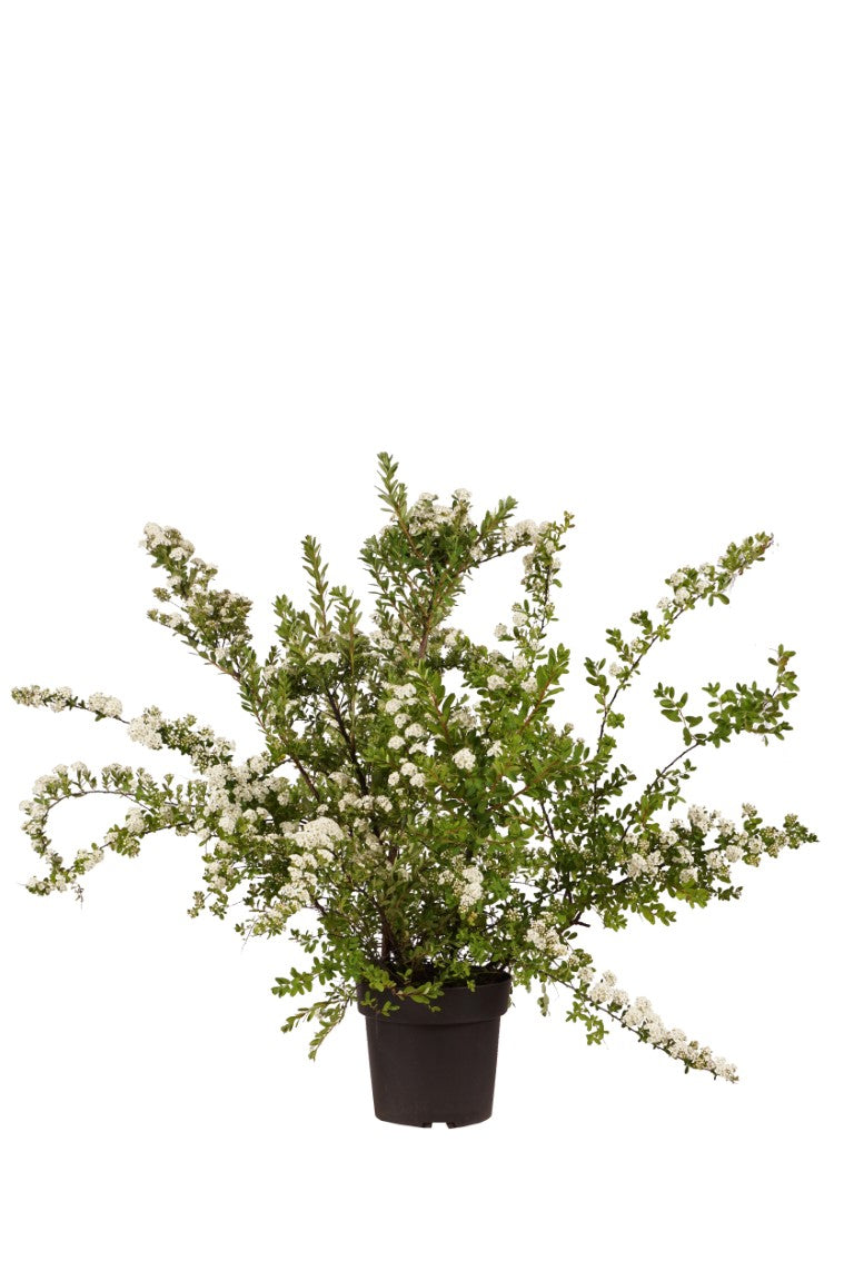 Spiraea nipponica &