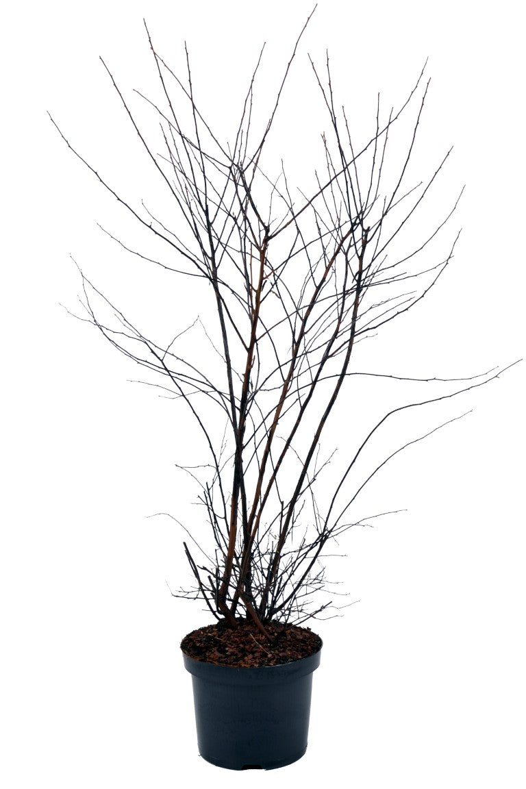 Spiraea vanhouttei 60-80 cm C4 (4 liters kruka)