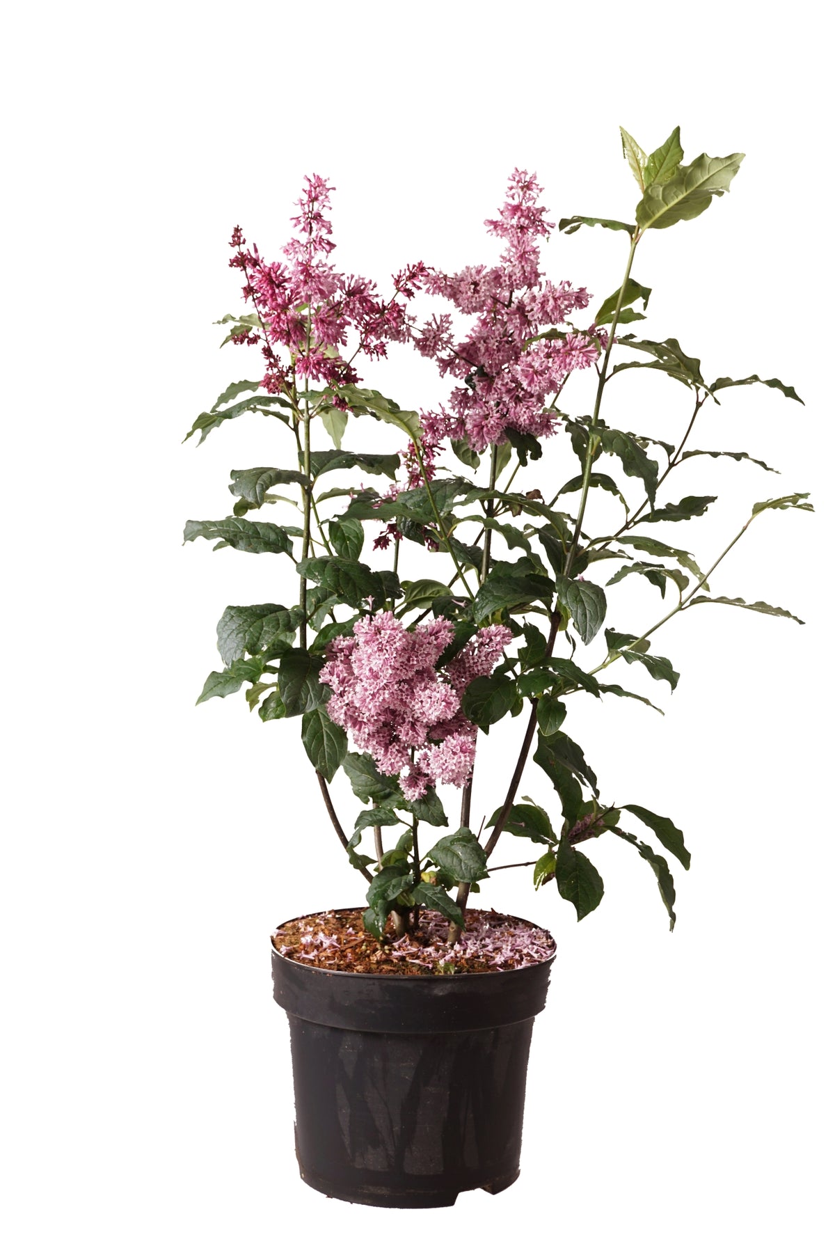 Syringa (V) &