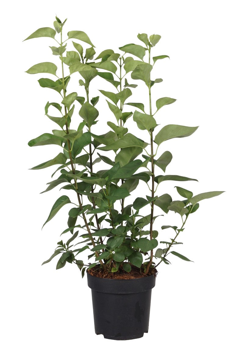 Syringa vulgaris &