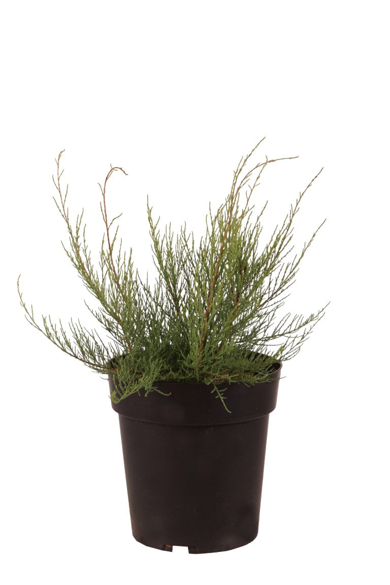 Tamarix parviflora C3 (3 liters kruka) 30-40 cm