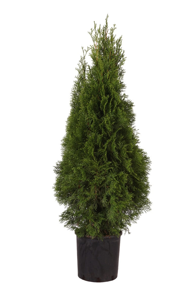Thuja occidentalis &