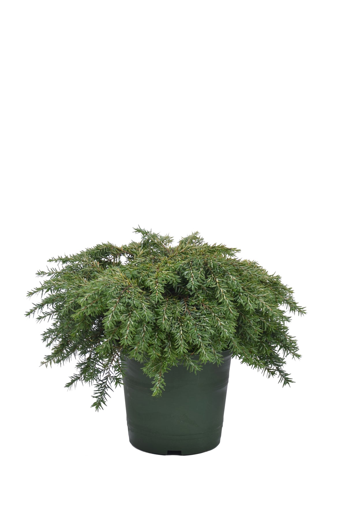 Tsuga canadensis &