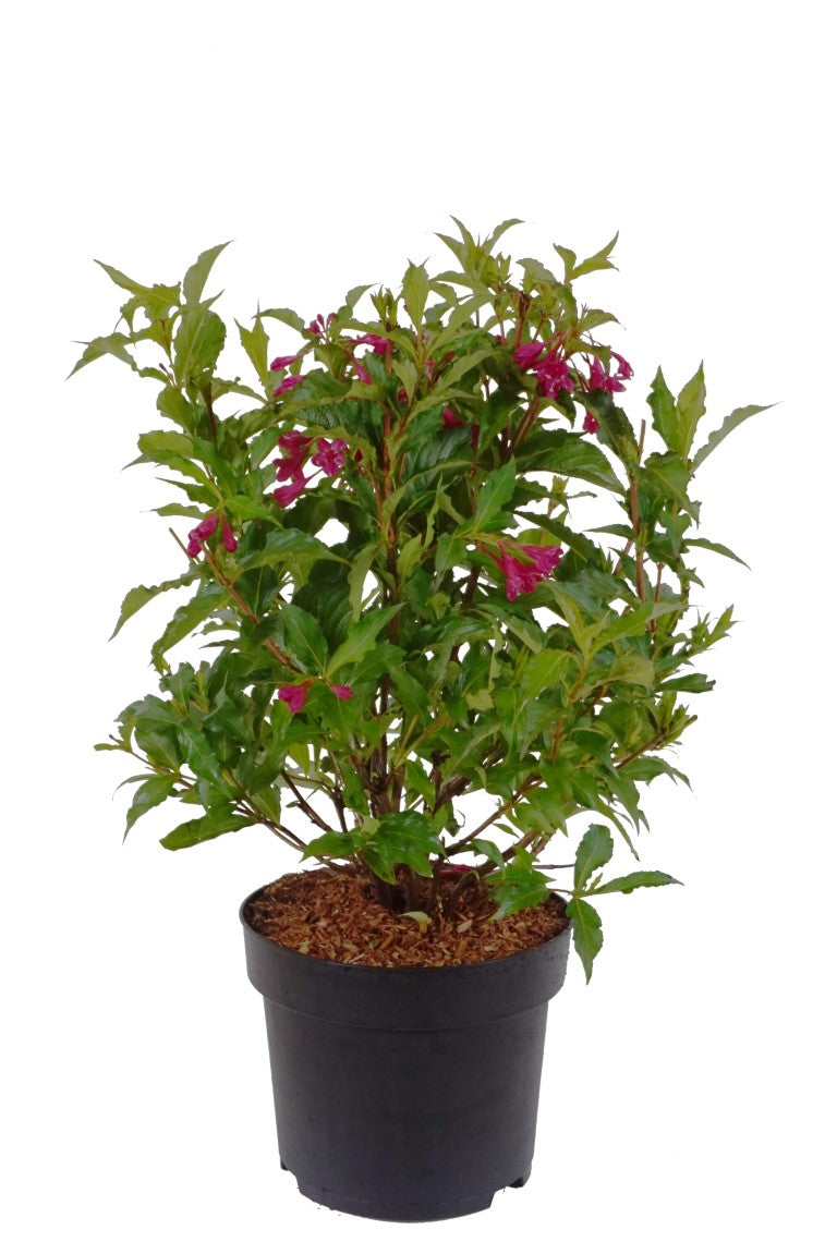 Weigela &