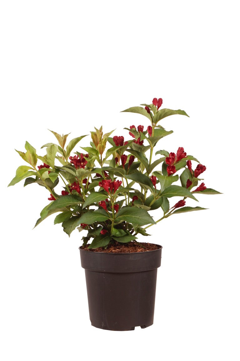 Weigela &