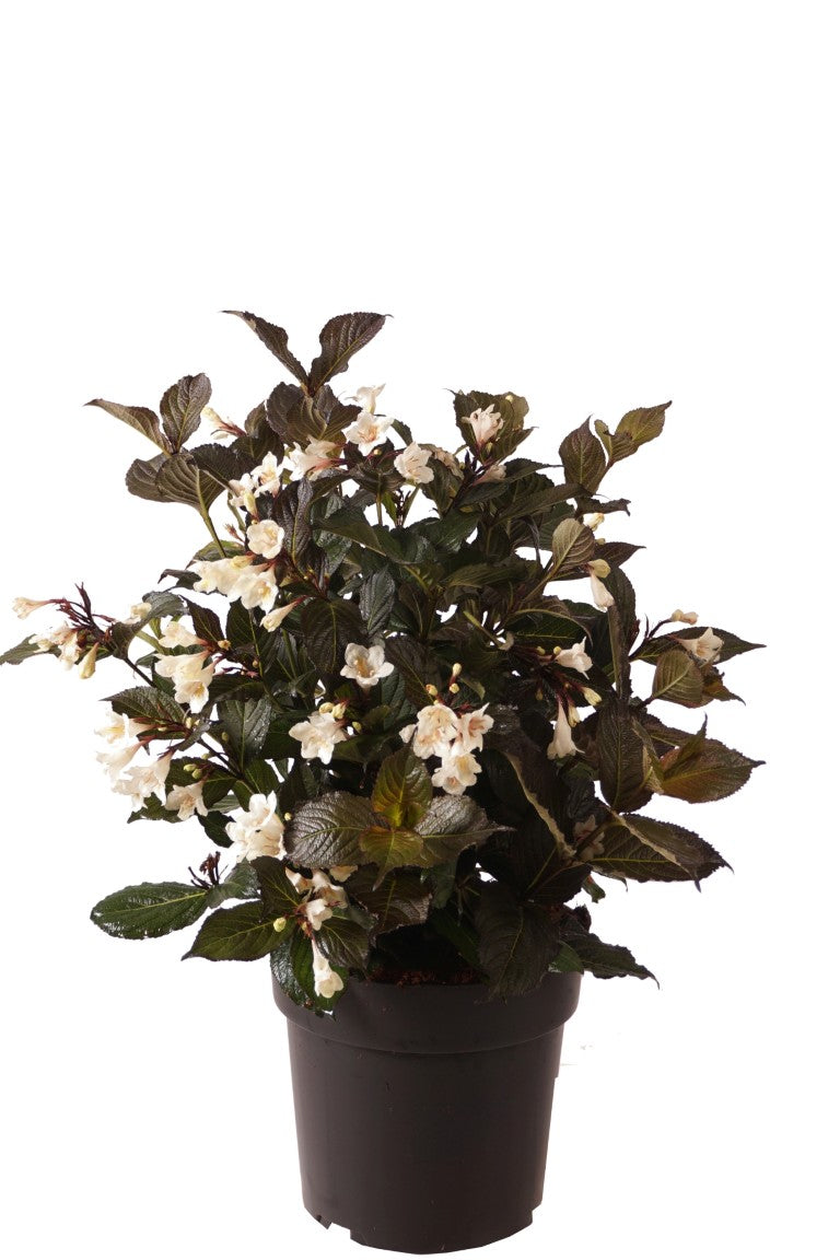Weigela &
