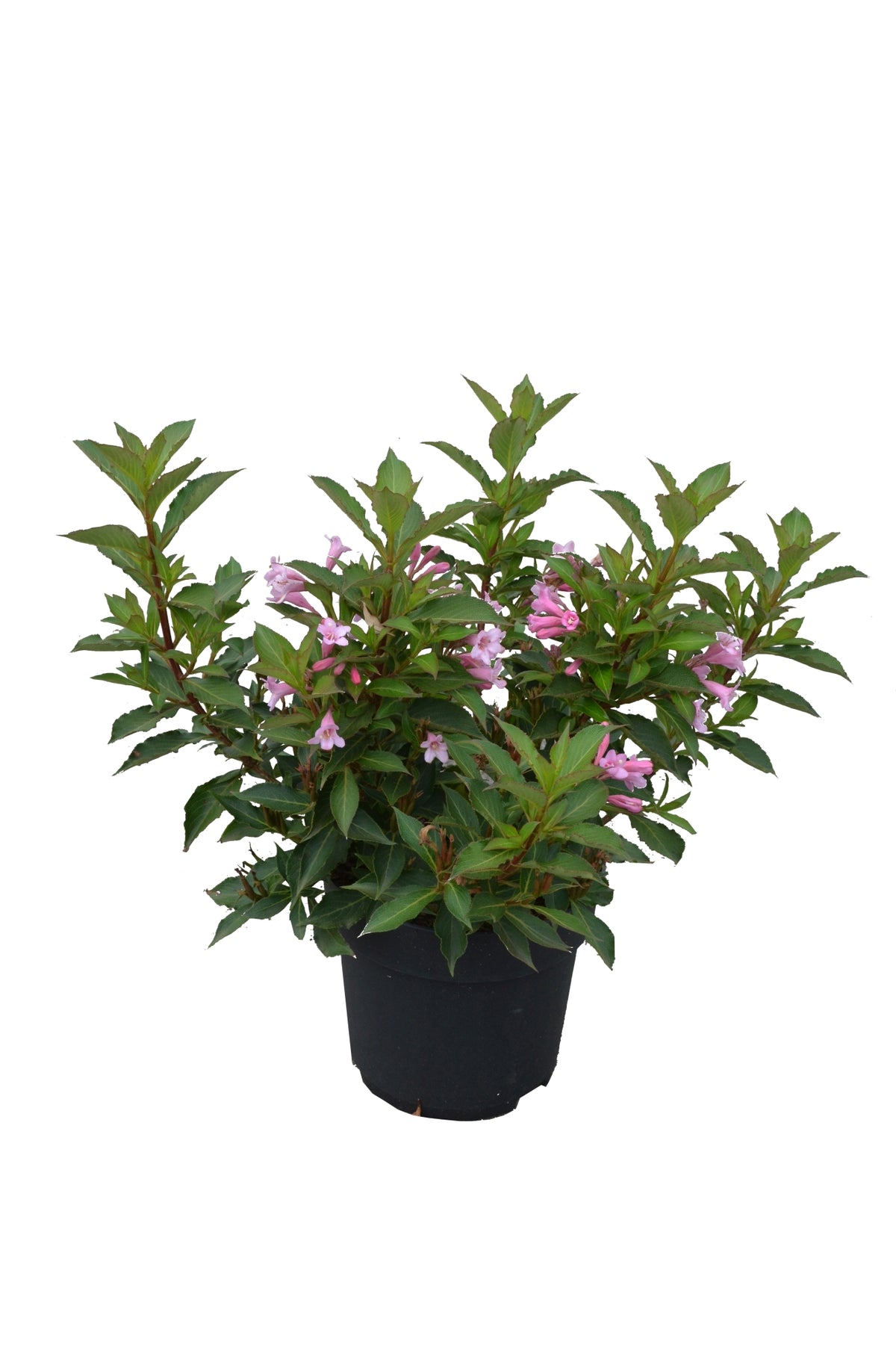 Weigela florida &