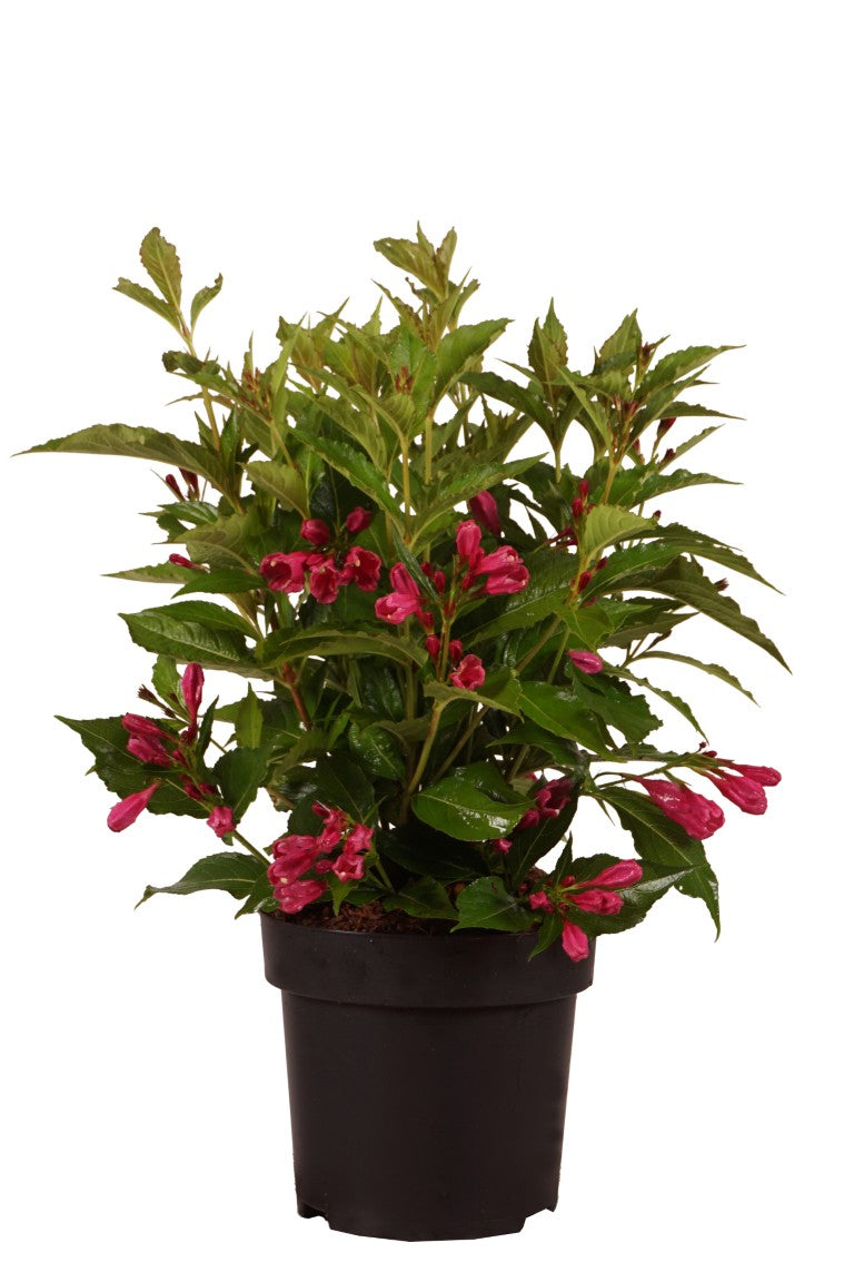 Weigela &
