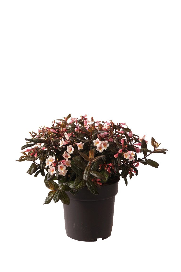 Weigela &