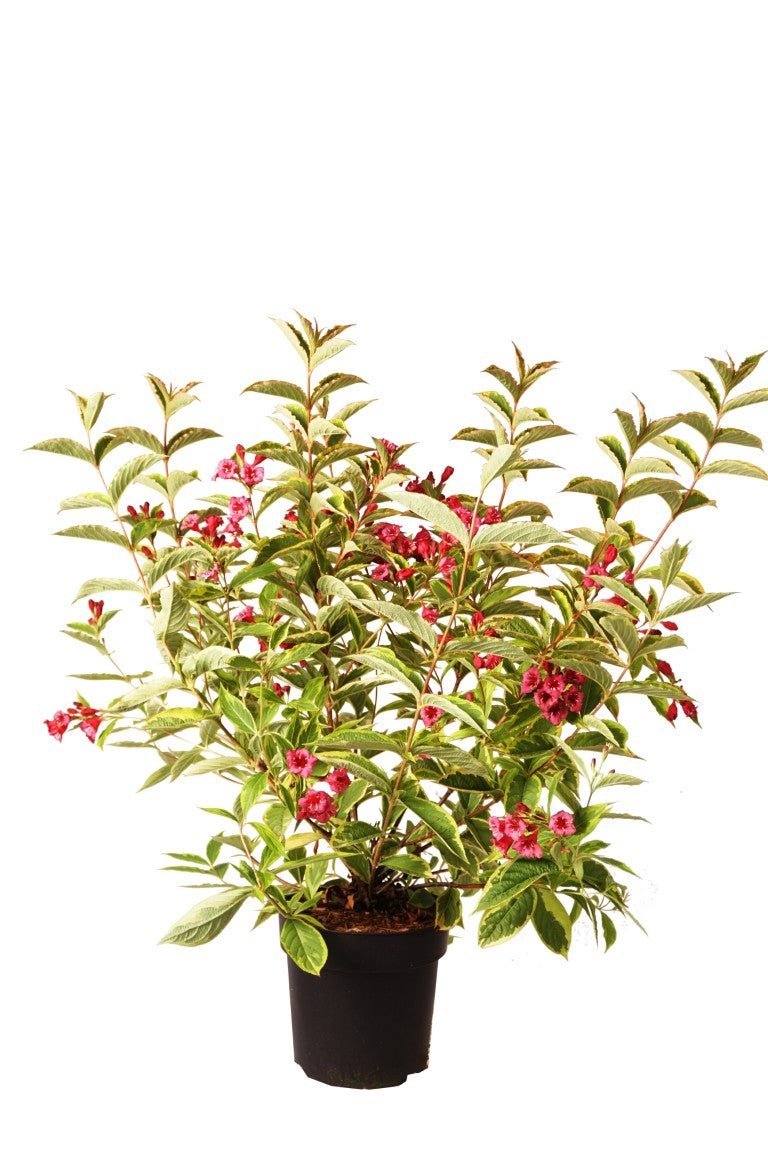 Weigela &