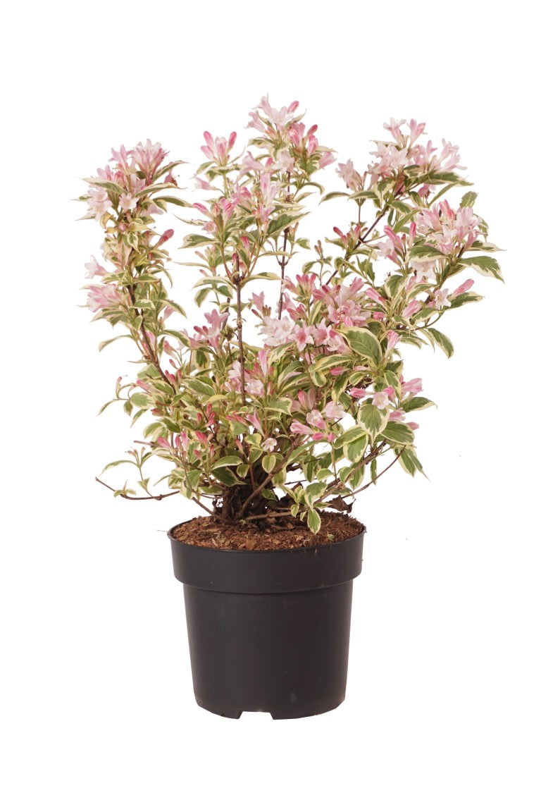 Weigela &