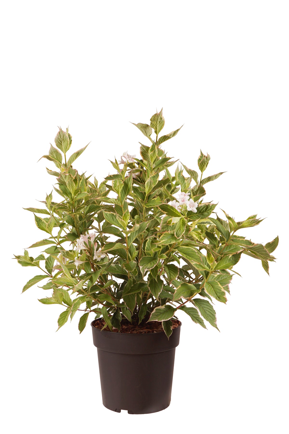 Weigela &