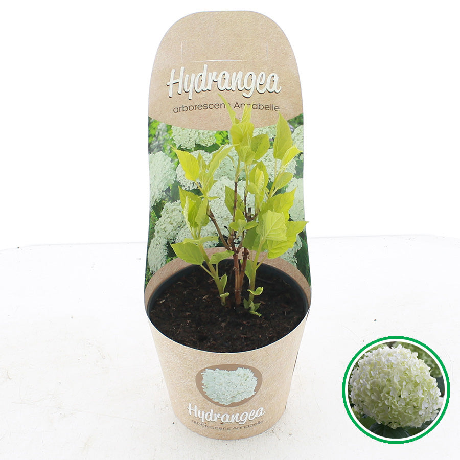 Hydrangea arborescens &
