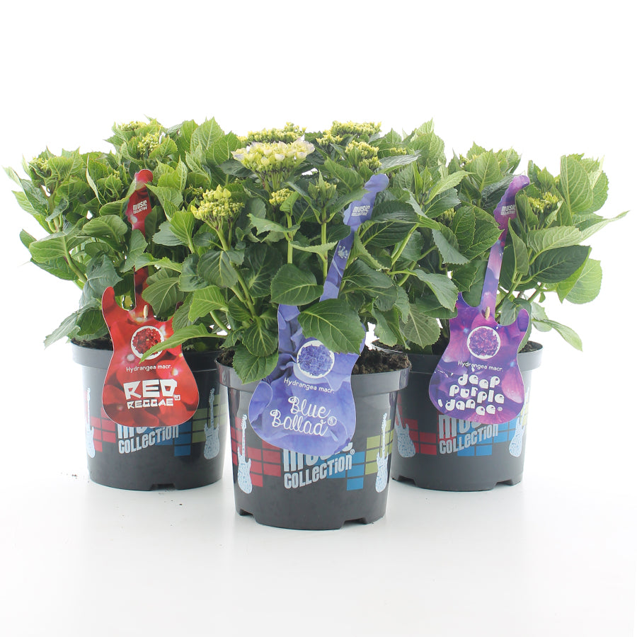 Hydrangea mix Magical Four Seasons 30-40 cm, C5 (5 liters kruka / 23 cm kruka)