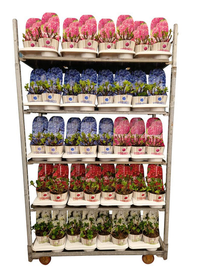 Hydrangea macrophylla i sorter C2 (2 liters kruka) / 17 cm kruka med potcover