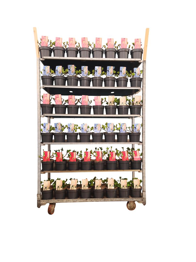 Hydrangea macrophylla i sorter - C2 (2 liters kruka)