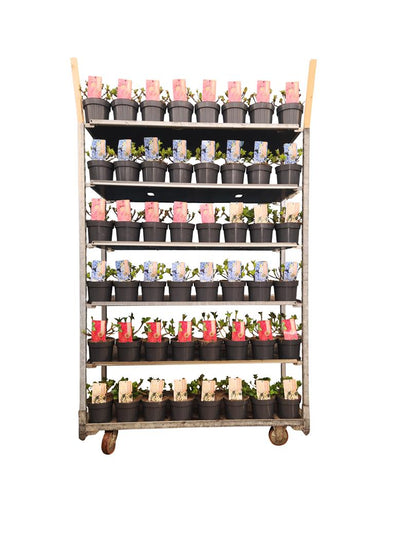 Hydrangea macrophylla i sorter - C2 (2 liters kruka)