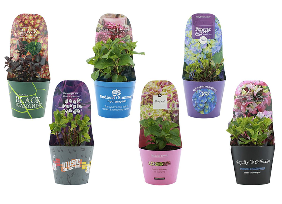 Hydrangea macrophylla i sorter C2 (2 liters kruka) / 17 cm kruka