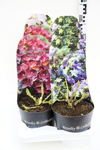 Hydrangea m. &