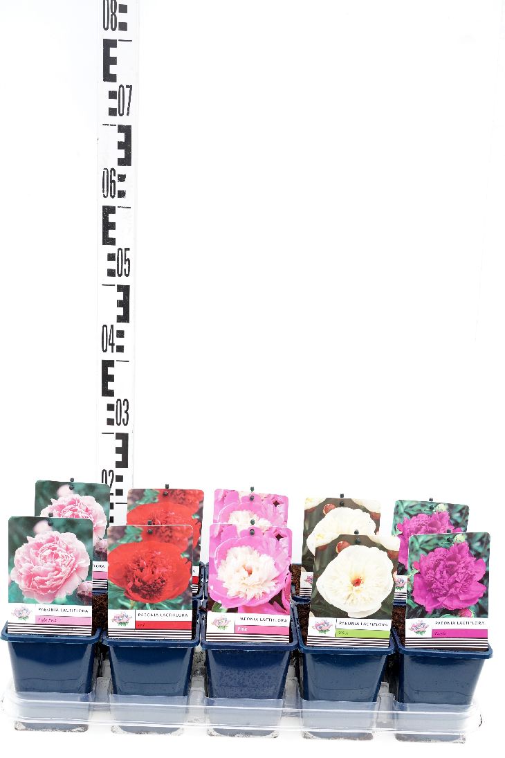 Paeonia lact. i sorter 11 cm kruka