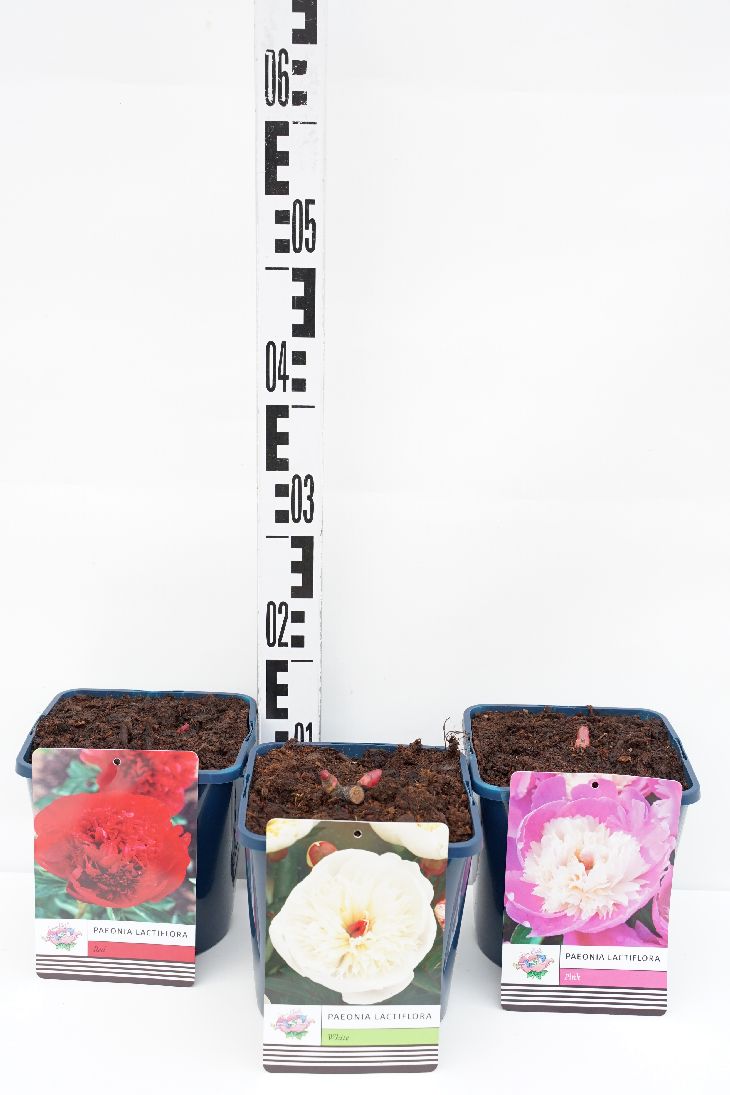 Paeonia lactiflora i sorter C3 (3 liters kruka) / 19 cm kruka