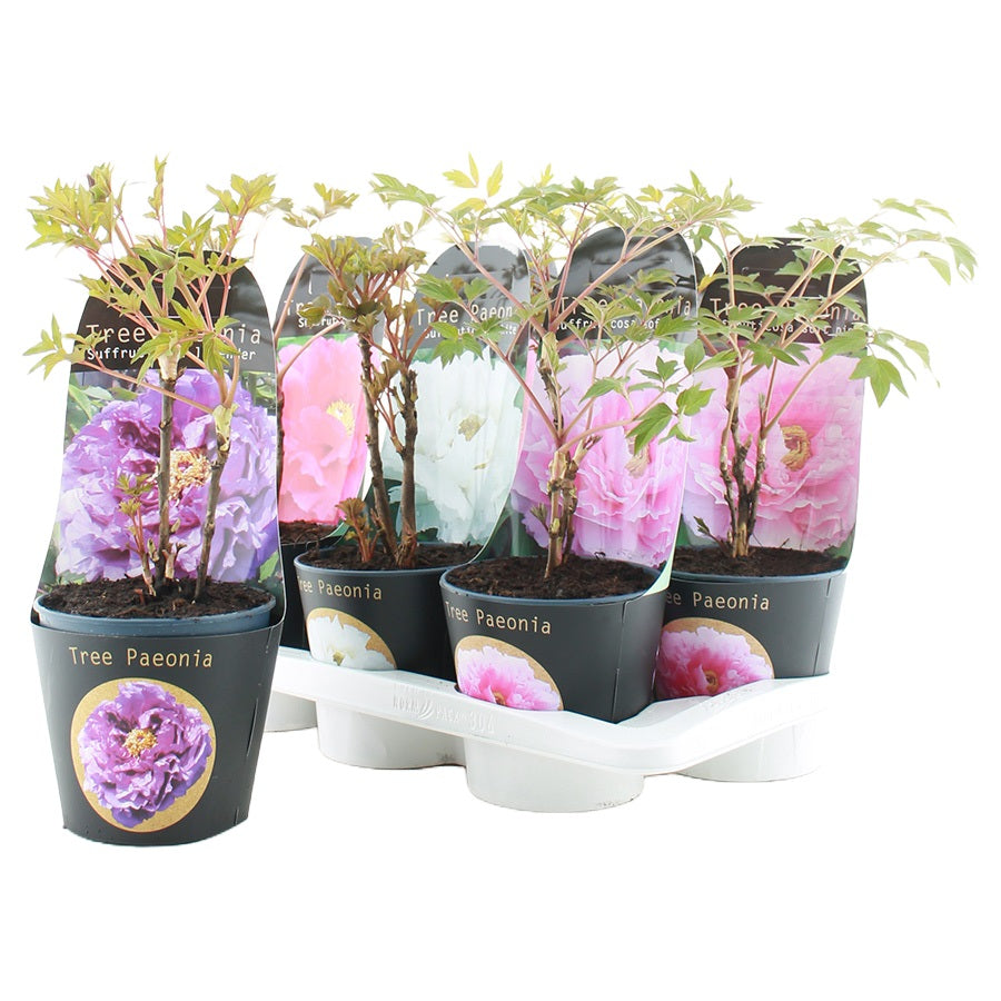 Paeonia suffruticosa i olika sorter C2 / 17 cm kruka med krukfodral