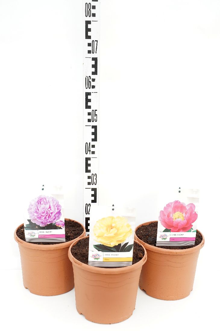 Paeonia suffruticosa i sorter C5 (5 liters kruka) / 23 cm kruka