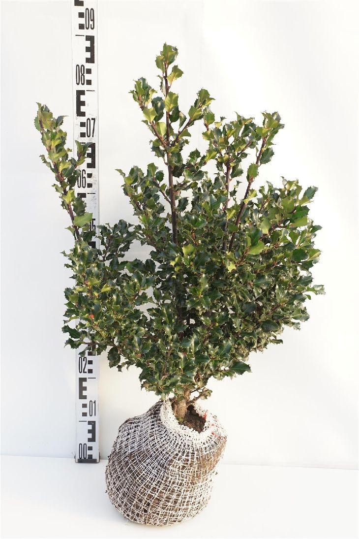 Ilex meserveae &