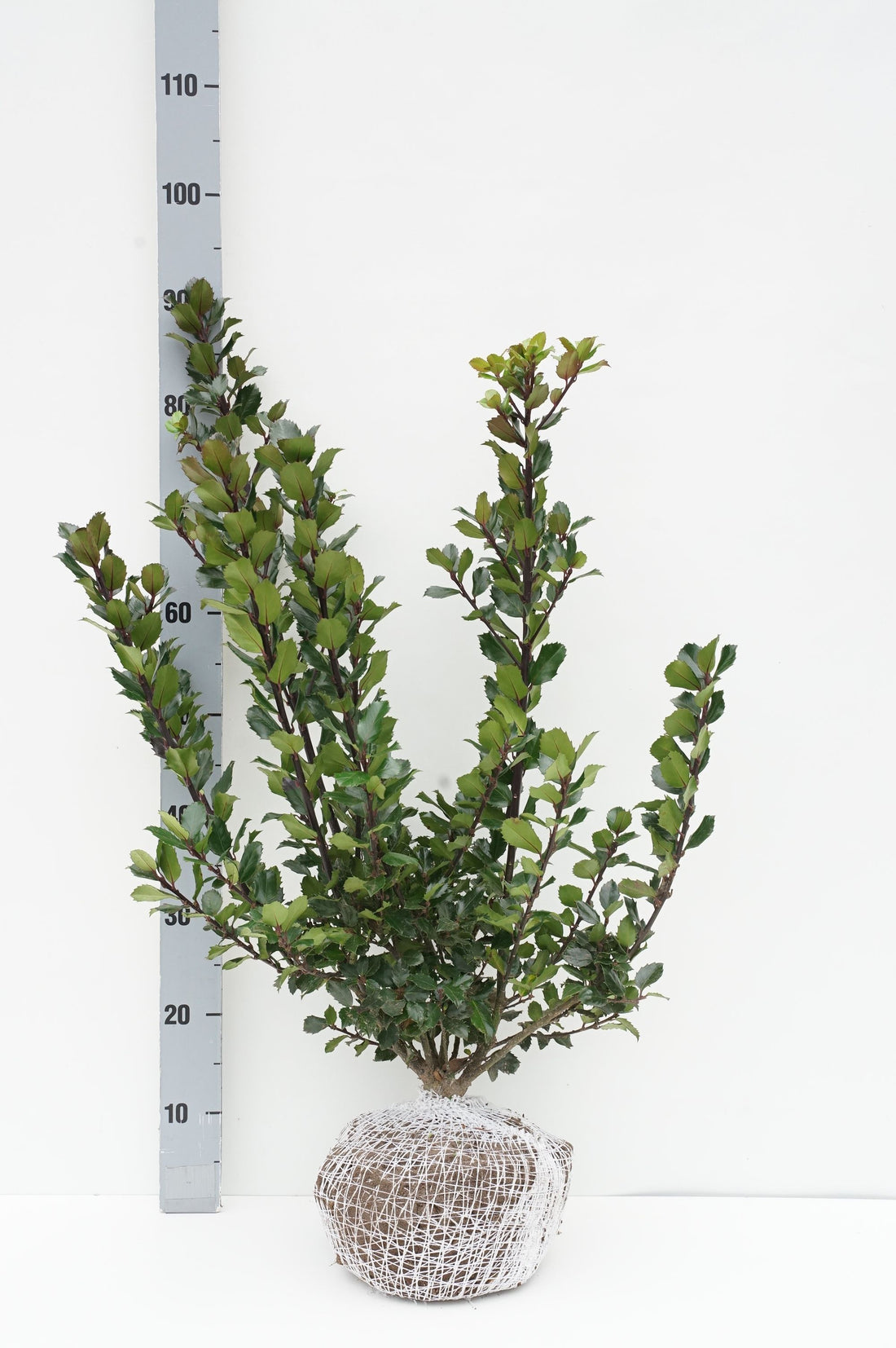 Ilex meserveae &