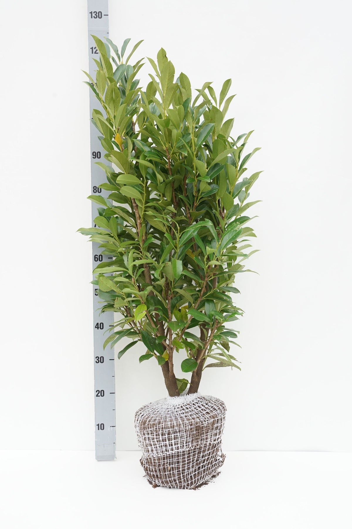 Prunus laurocerasus &