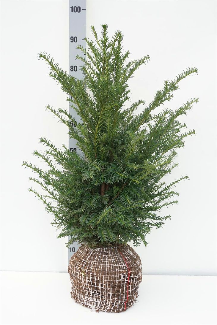 Taxus baccata 60-80 cm rotklump