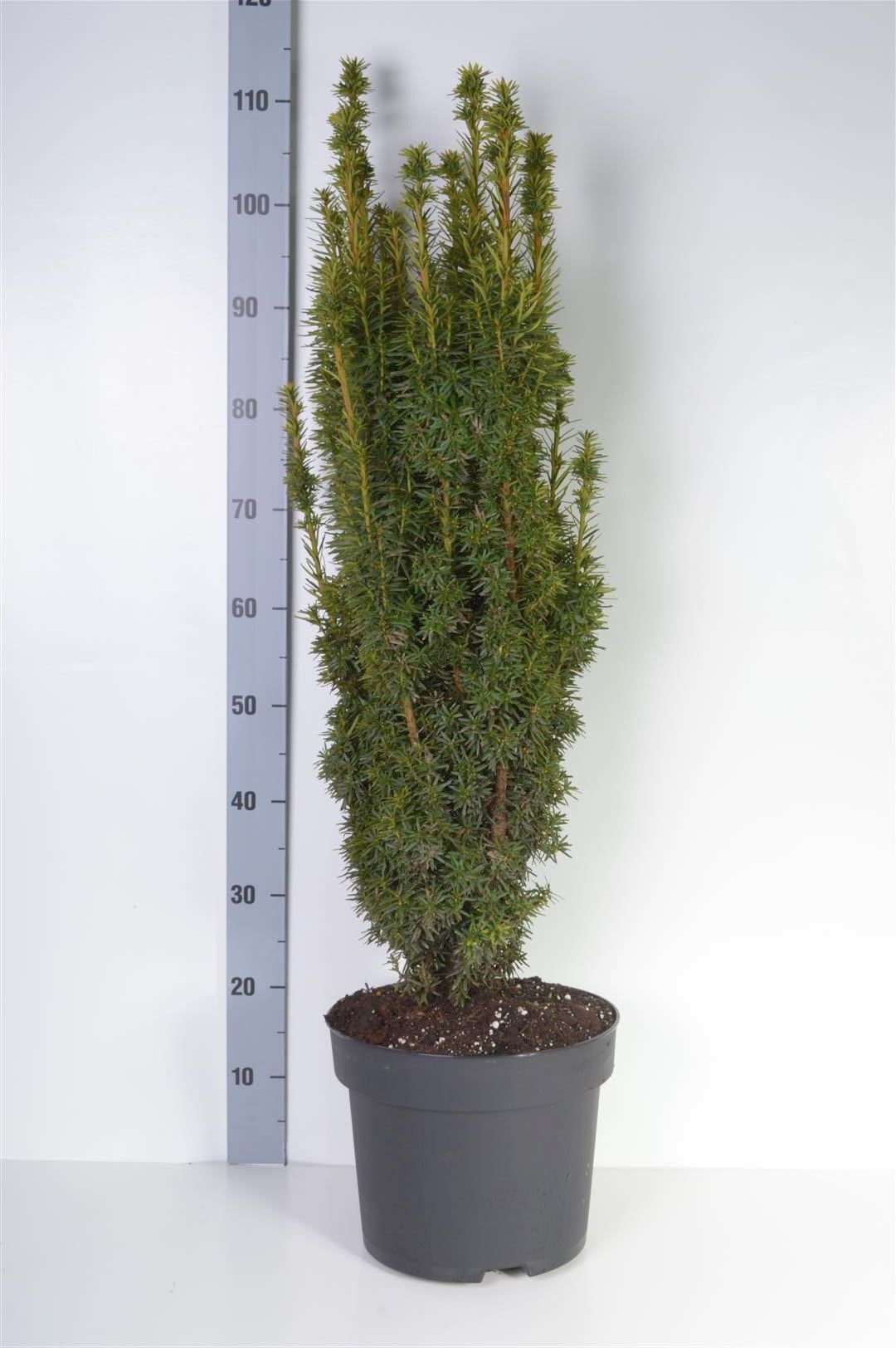 Taxus b. &
