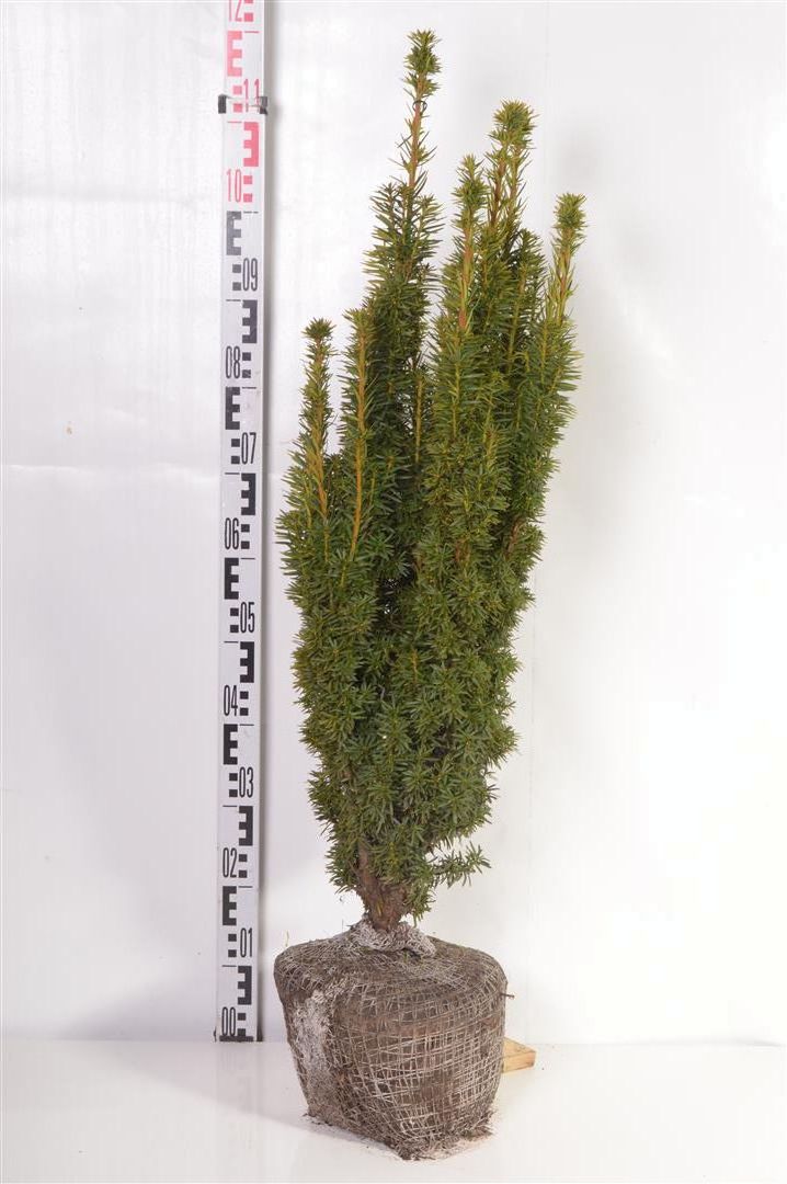 Taxus b. &