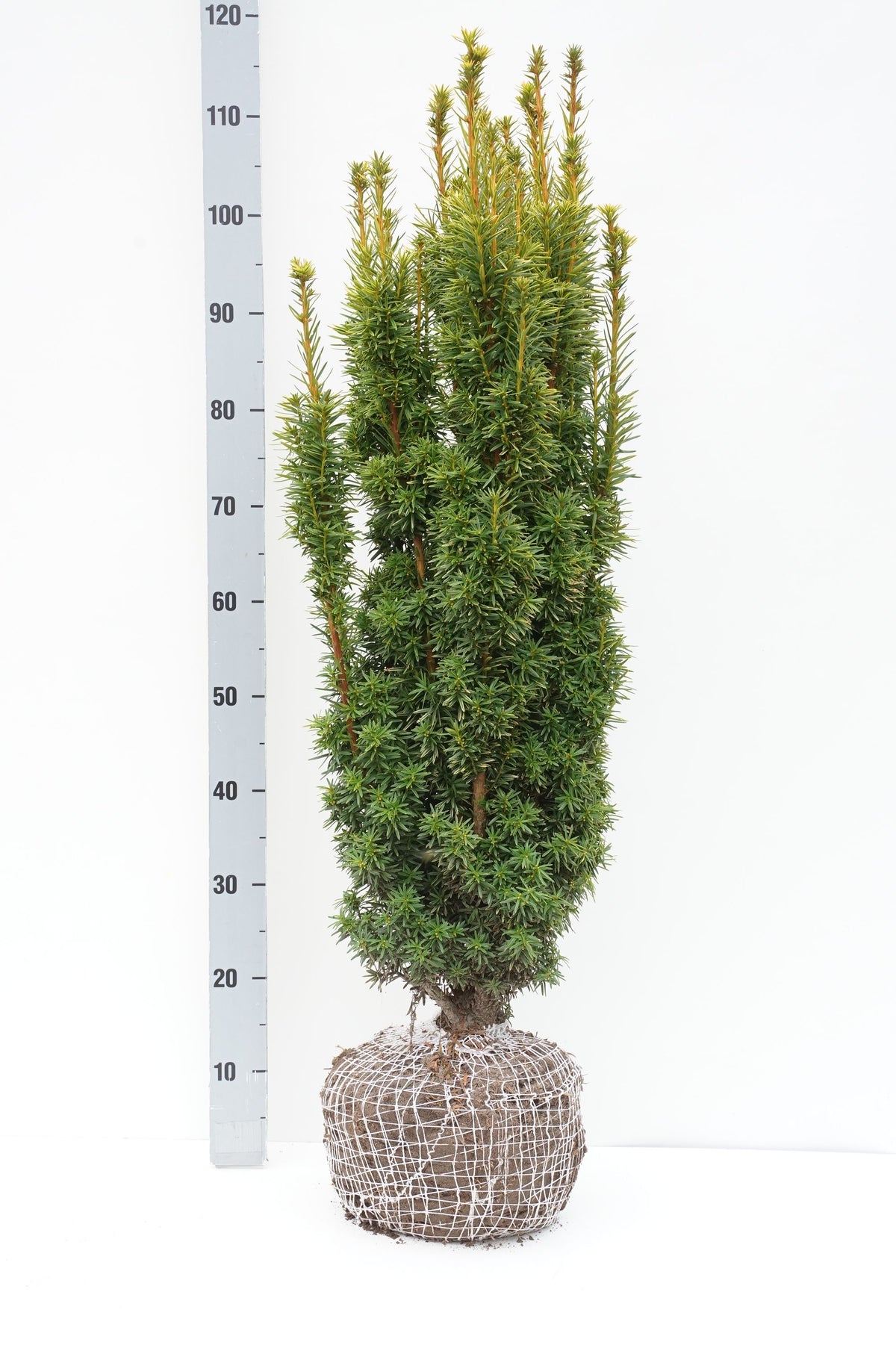 Taxus baccata &