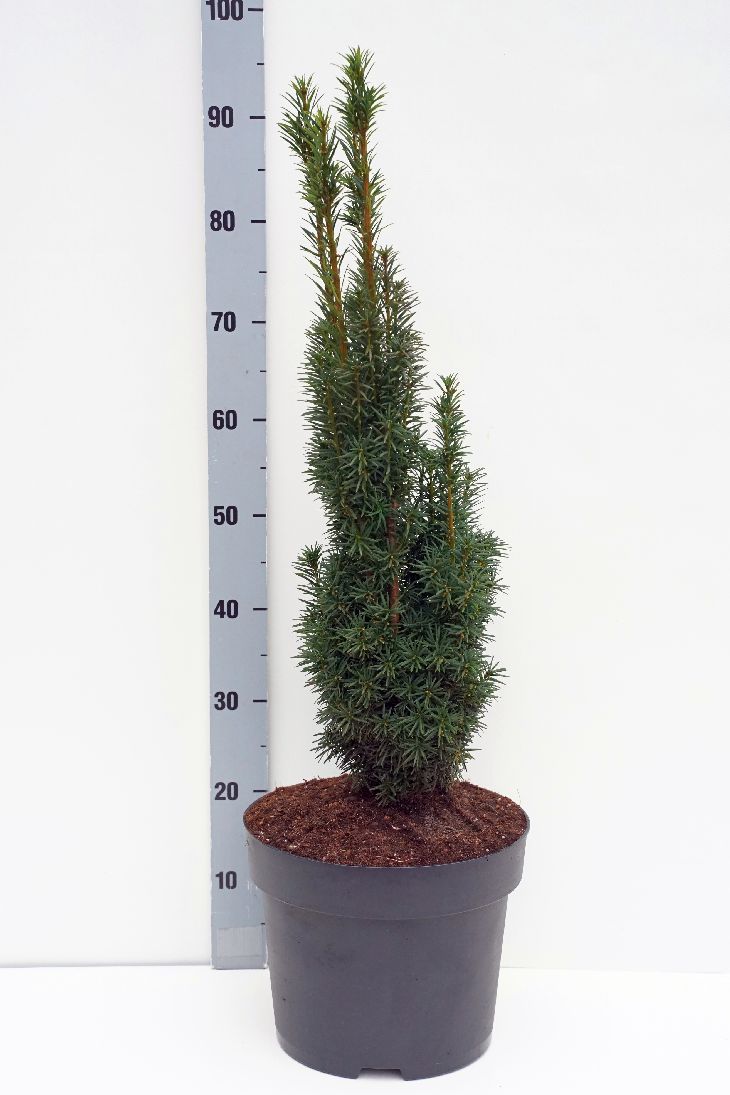 Taxus b. &