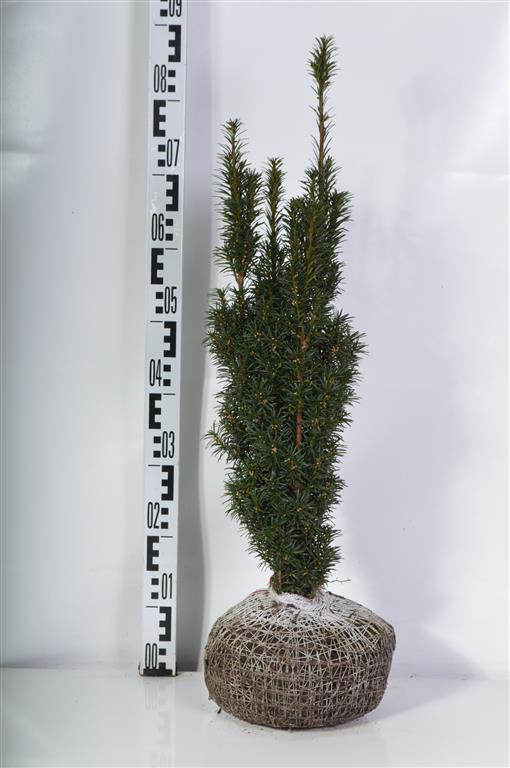 Taxus baccata &