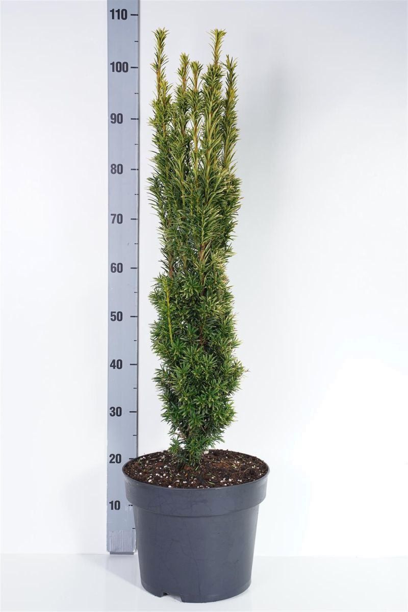 Taxus baccata &
