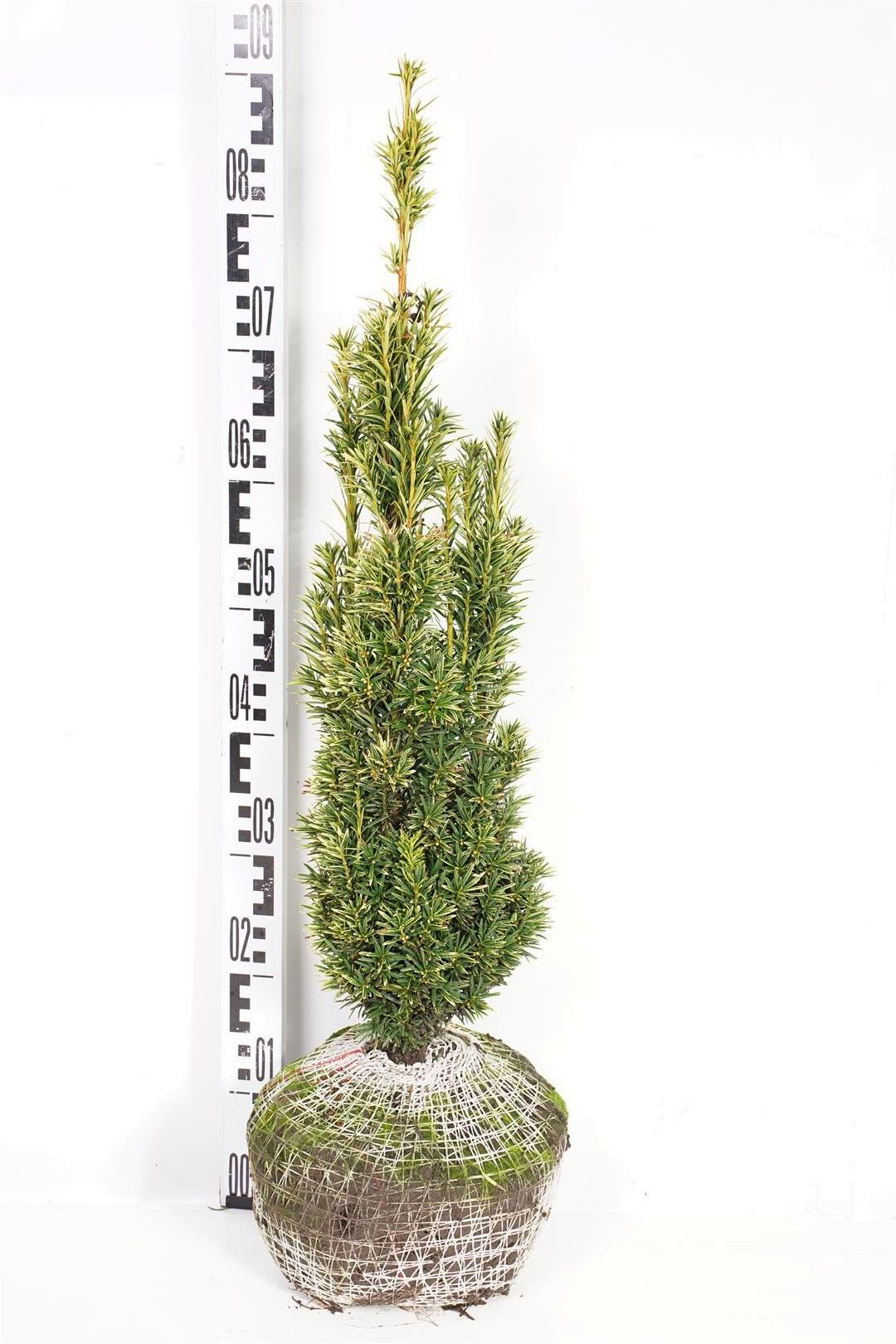 Taxus baccata &