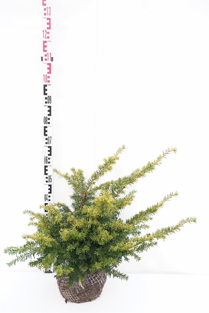 Taxus baccata &