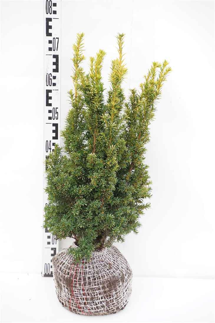 Taxus baccata &