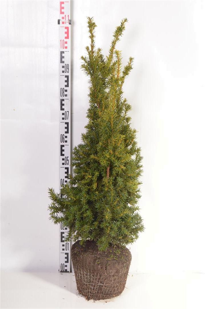 Taxus baccata &