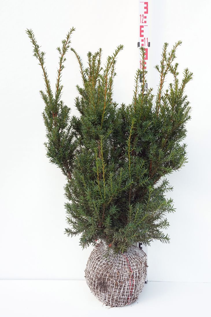 Taxus baccata &