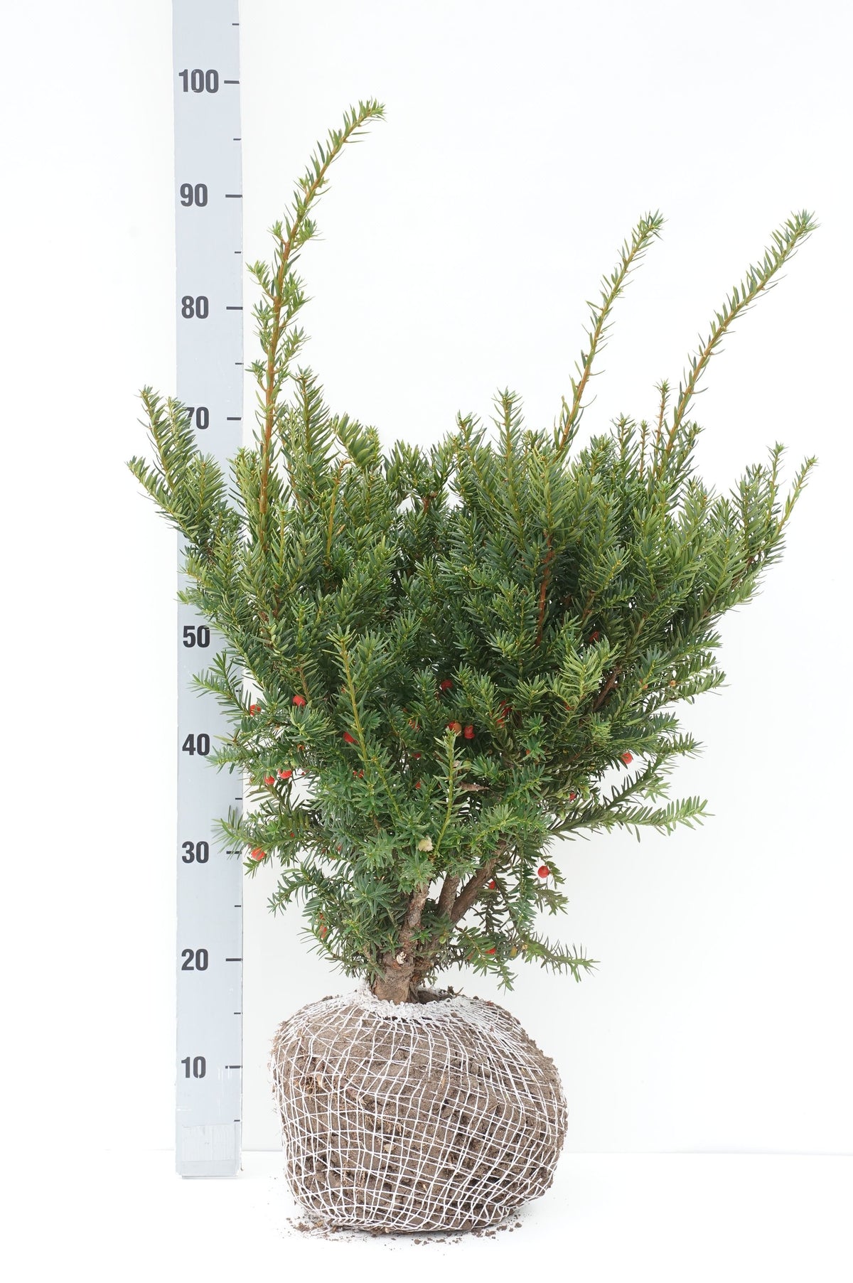 Taxus baccata &