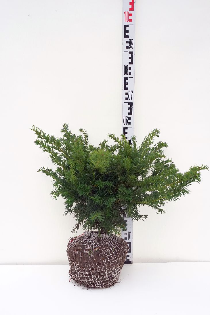Taxus baccata &