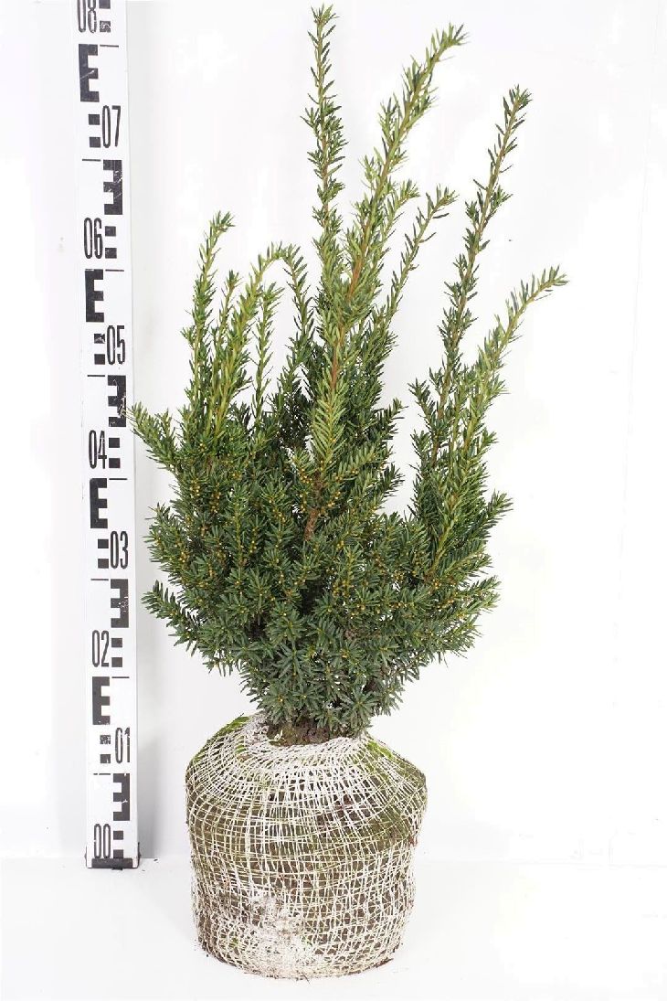 Taxus cuspidata &