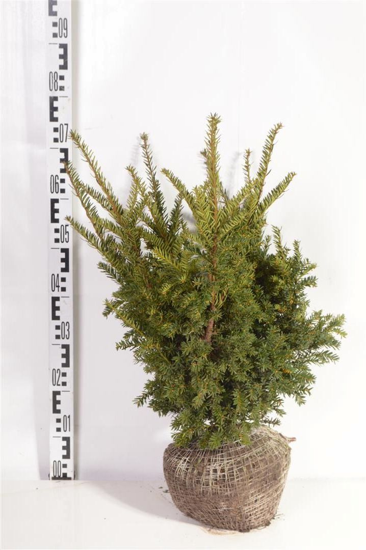 Taxus cuspidata nana 50-60 cm rotklump