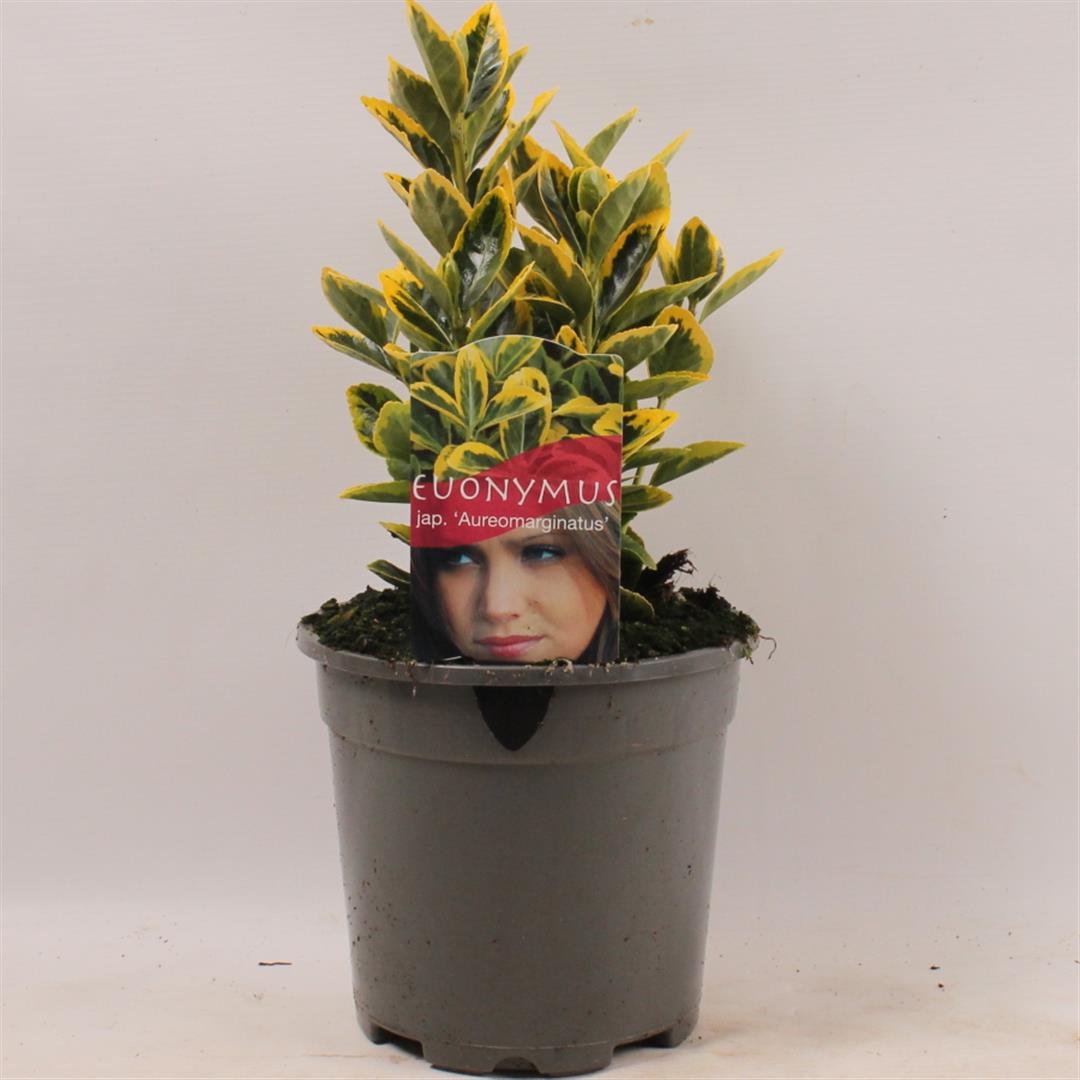 Euonymus japonicus &
