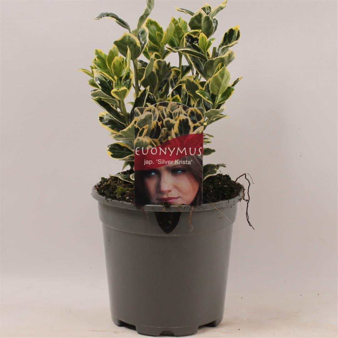 Euonymus japonicus &