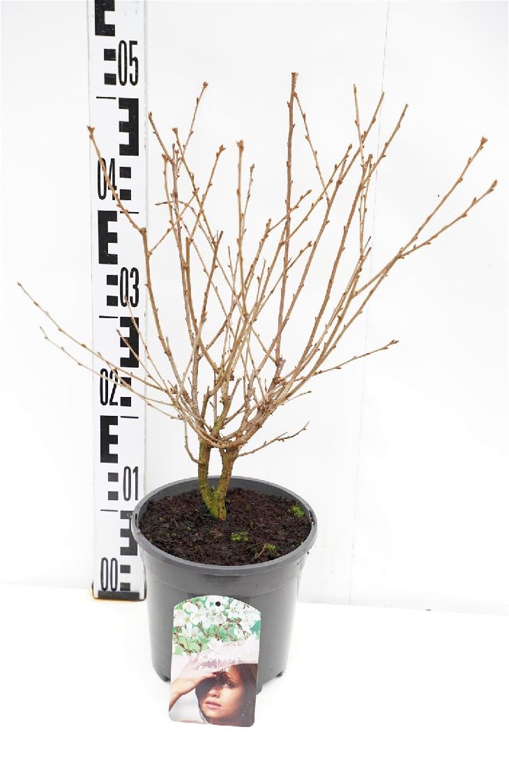 Prunus incisa &